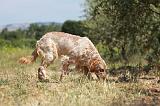SETTER ANGLAIS 203